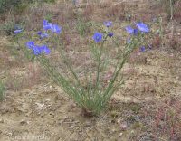 perennial flax (<em>Linum perenne</em>)