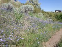 perennial flax (<em>Linum perenne</em>)