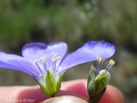 perennial flax (<em>Linum perenne</em>)