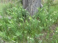 starry Solomon's-seal (<em>Maianthemum stellatum</em>)
