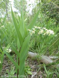 starry Solomon's-seal (<em>Maianthemum stellatum</em>)