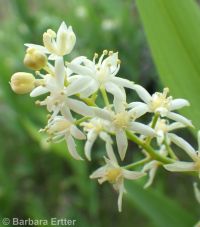 starry Solomon's-seal (<em>Maianthemum stellatum</em>)