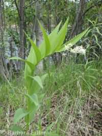 starry Solomon's-seal (<em>Maianthemum stellatum</em>)