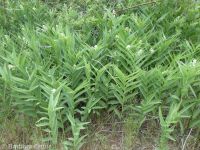 starry Solomon's-seal (<em>Maianthemum stellatum</em>)