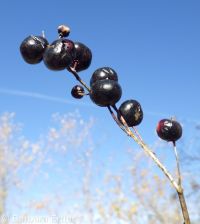 starry Solomon's-seal (<em>Maianthemum stellatum</em>)