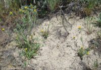 whitestem blazingstar or stickleaf (<em>Mentzelia albicaulis</em>)