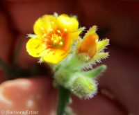 whitestem blazingstar or stickleaf (<em>Mentzelia albicaulis</em>)