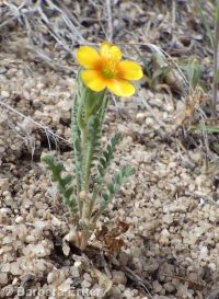 whitestem blazingstar or stickleaf (<em>Mentzelia albicaulis</em>)
