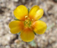 whitestem blazingstar or stickleaf (<em>Mentzelia albicaulis</em>)