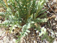 whitestem blazingstar or stickleaf (<em>Mentzelia albicaulis</em>)