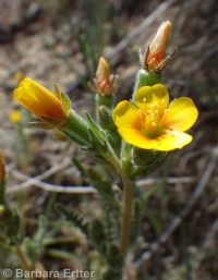 whitestem blazingstar or stickleaf (<em>Mentzelia albicaulis</em>)