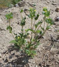 bushy blazingstar or stickleaf (<em>Mentzelia dispersa</em>)
