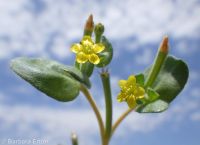 bushy blazingstar or stickleaf (<em>Mentzelia dispersa</em>)