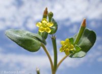 bushy blazingstar or stickleaf (<em>Mentzelia dispersa</em>)
