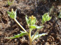 bushy blazingstar or stickleaf (<em>Mentzelia dispersa</em>)