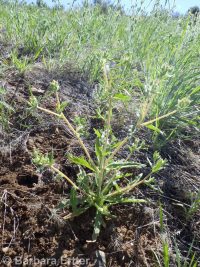 bushy blazingstar or stickleaf (<em>Mentzelia dispersa</em>)