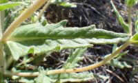 bushy blazingstar or stickleaf (<em>Mentzelia dispersa</em>)