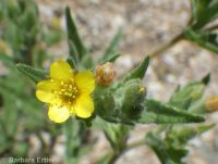 bushy blazingstar or stickleaf (<em>Mentzelia dispersa</em>)