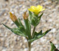 bushy blazingstar or stickleaf (<em>Mentzelia dispersa</em>)