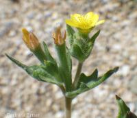 bushy blazingstar or stickleaf (<em>Mentzelia dispersa</em>)
