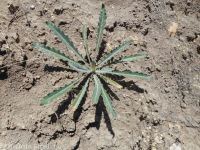 blazingstar (<em>Mentzelia laevicaulis var. laevicaulis</em>)