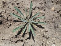 blazingstar (<em>Mentzelia laevicaulis var. laevicaulis</em>)