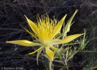 blazingstar (<em>Mentzelia laevicaulis var. laevicaulis</em>)