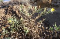 blazingstar (<em>Mentzelia laevicaulis var. laevicaulis</em>)