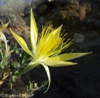 blazingstar (<em>Mentzelia laevicaulis var. laevicaulis</em>)