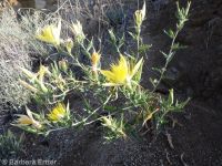 blazingstar (<em>Mentzelia laevicaulis var. laevicaulis</em>)