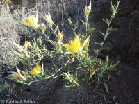 blazingstar (<em>Mentzelia laevicaulis var. laevicaulis</em>)