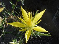 blazingstar (<em>Mentzelia laevicaulis var. laevicaulis</em>)