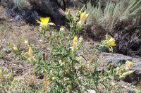 blazingstar (<em>Mentzelia laevicaulis var. laevicaulis</em>)