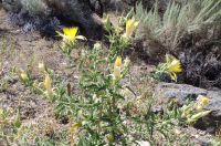 blazingstar (<em>Mentzelia laevicaulis var. laevicaulis</em>)