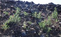 blazingstar (<em>Mentzelia laevicaulis var. laevicaulis</em>)