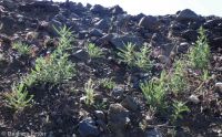 blazingstar (<em>Mentzelia laevicaulis var. laevicaulis</em>)