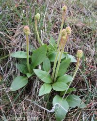 foothill, peak, or swamp saxifrage (<em>Micranthes nidifica</em>)