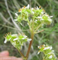 foothill, peak, or swamp saxifrage (<em>Micranthes nidifica</em>)