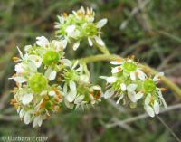 foothill, peak, or swamp saxifrage (<em>Micranthes nidifica</em>)