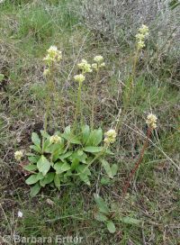 foothill, peak, or swamp saxifrage (<em>Micranthes nidifica</em>)