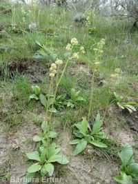 foothill, peak, or swamp saxifrage (<em>Micranthes nidifica</em>)