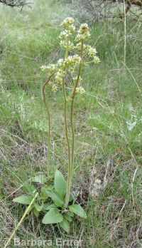 foothill, peak, or swamp saxifrage (<em>Micranthes nidifica</em>)