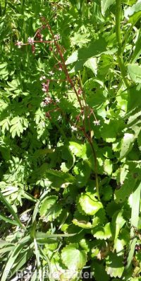 brook saxifrage (<em>Micranthes odontoloma</em>)