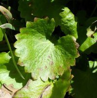 brook saxifrage (<em>Micranthes odontoloma</em>)