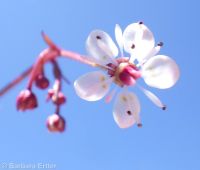 brook saxifrage (<em>Micranthes odontoloma</em>)