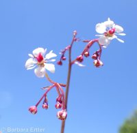 brook saxifrage (<em>Micranthes odontoloma</em>)