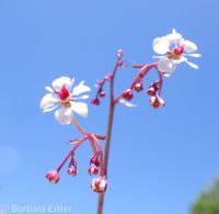 brook saxifrage (<em>Micranthes odontoloma</em>)