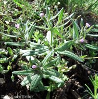 slender phlox (<em>Microsteris gracilis</em>)