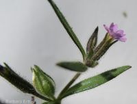 slender phlox (<em>Microsteris gracilis</em>)