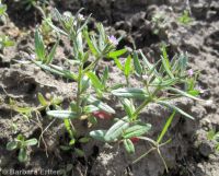slender phlox (<em>Microsteris gracilis</em>)